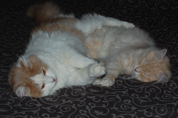 Charmi und Ravell.JPG